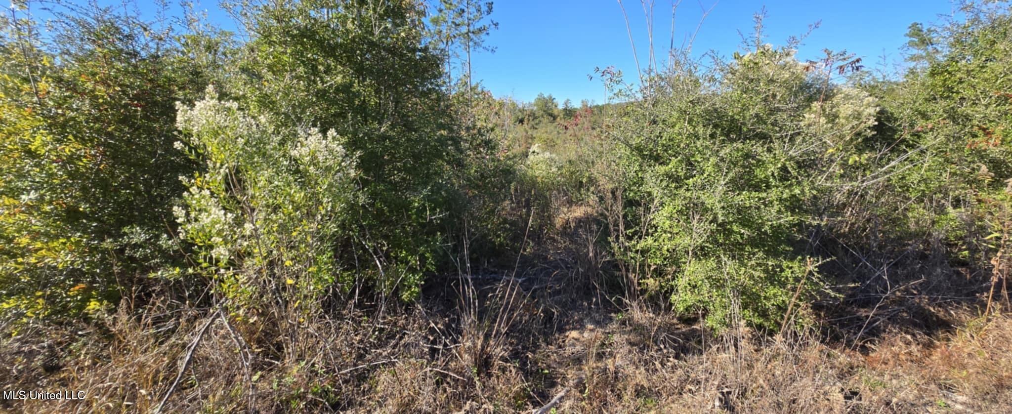 280 Pushapatapa Road Tylertown, MS 39667 - Photo 27 of 79 79bbc2c2-da3e-475a-9a02-40cd7a768fe0