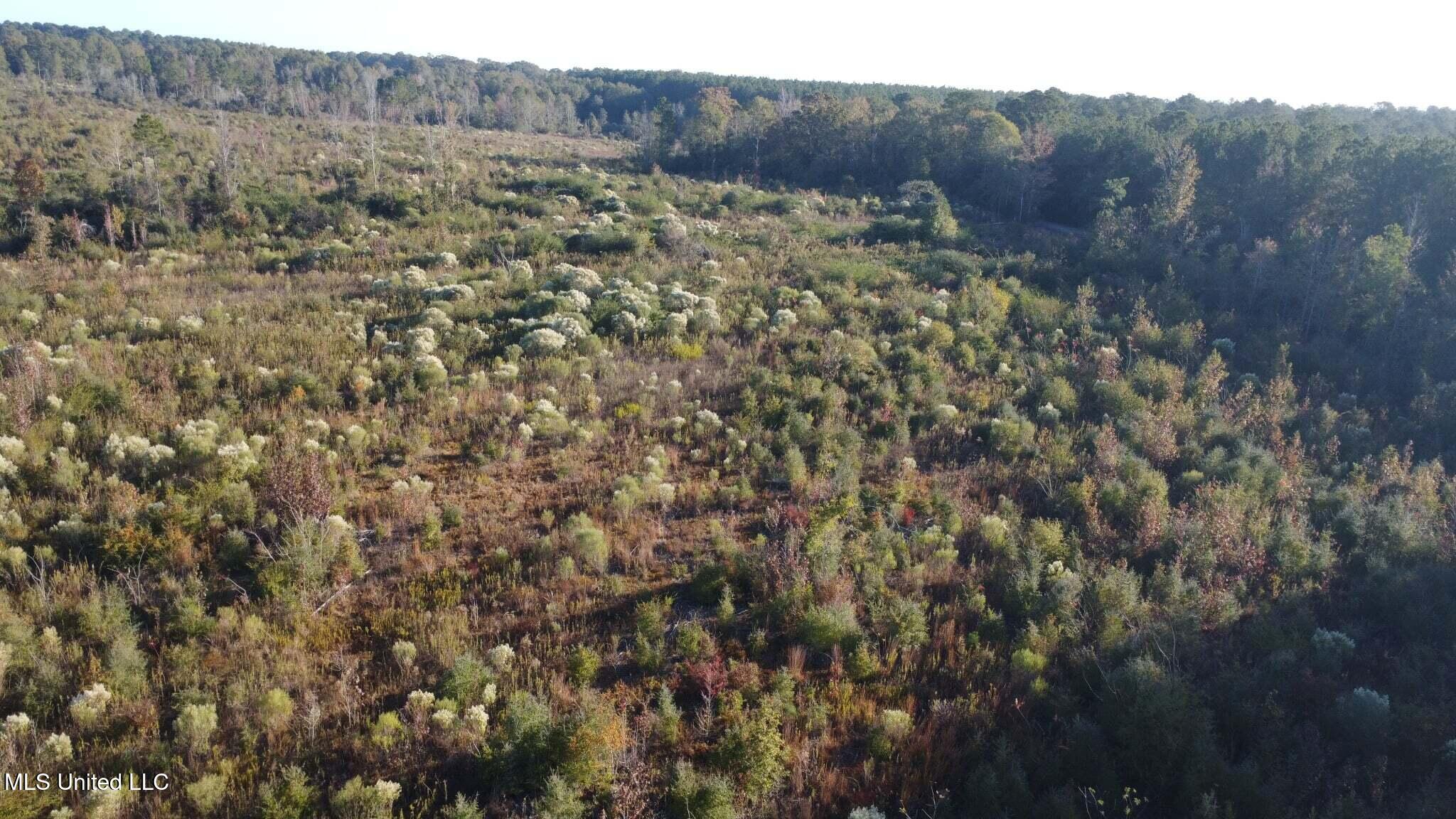 280 Pushapatapa Road Tylertown, MS 39667 - Photo 43 of 79 4889fe7d-e557-450d-93bc-7714cf57ef46