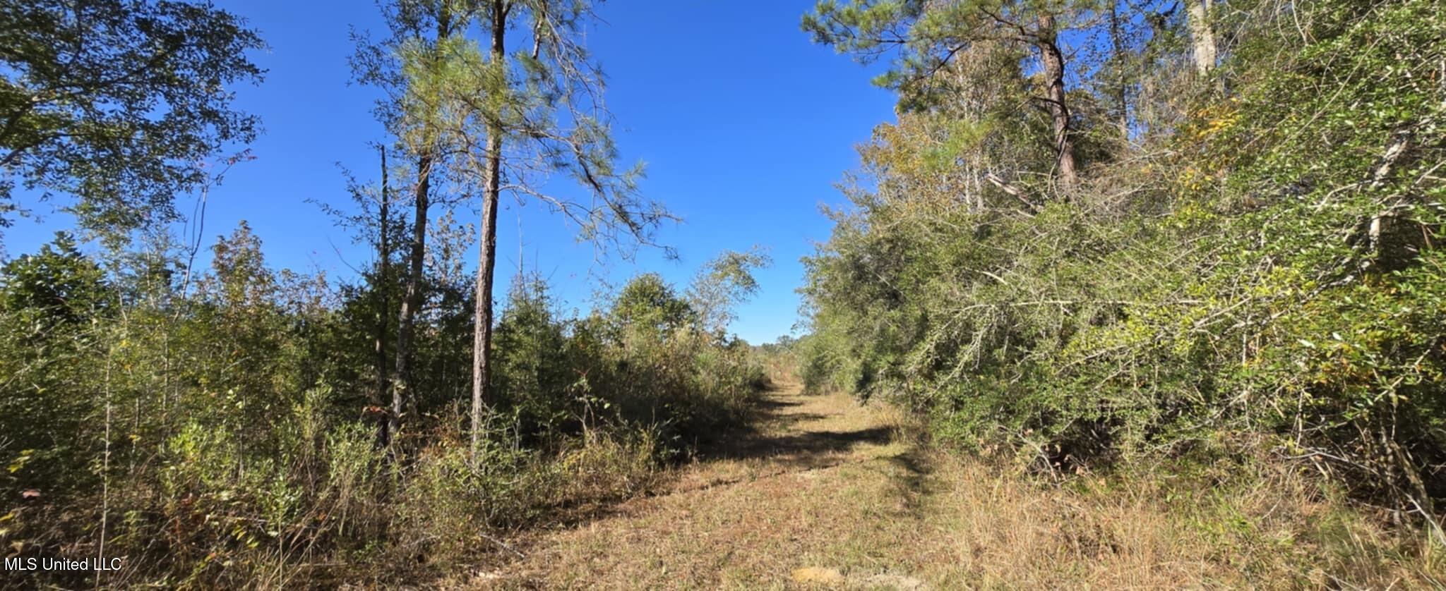 280 Pushapatapa Road Tylertown, MS 39667 - Photo 5 of 79 2e3e461c-dde7-4cac-9fc4-d568c78b9757