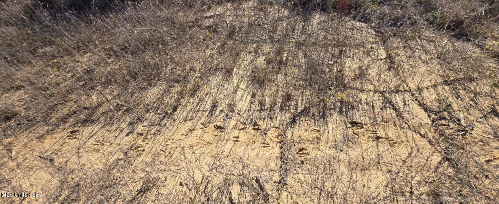 280 Pushapatapa Road Tylertown, MS 39667 - Photo 51 of 79 a6f4f399-019c-4672-b8c6-727ec290af7f