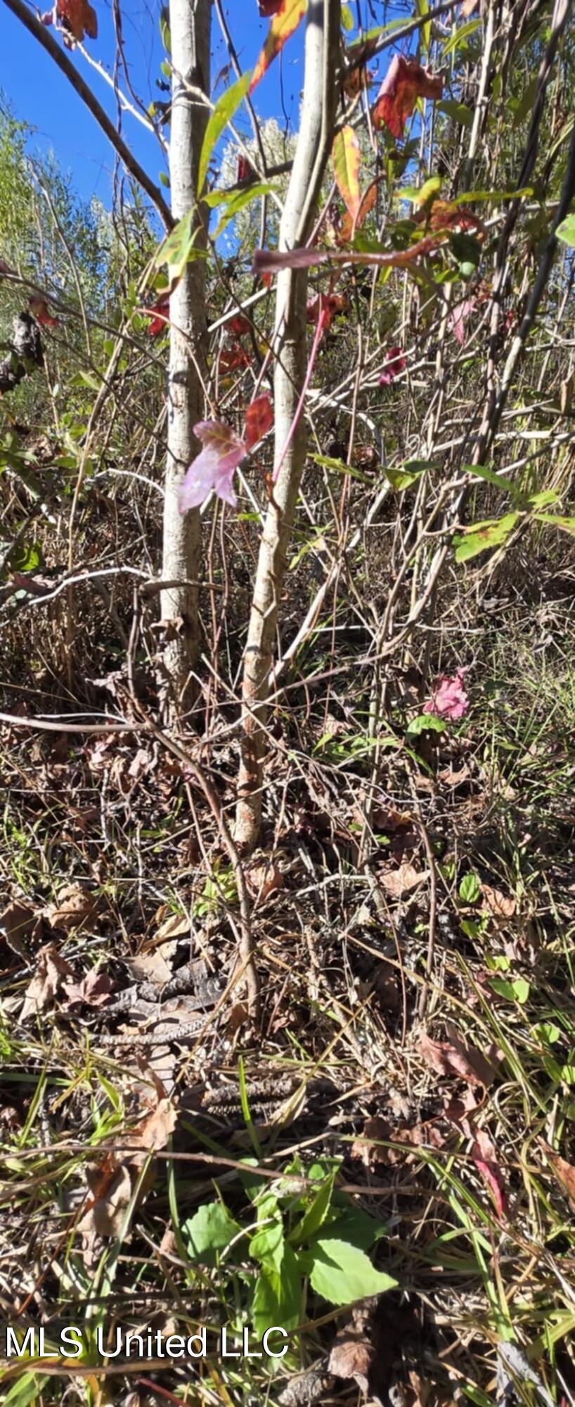 280 Pushapatapa Road Tylertown, MS 39667 - Photo 52 of 79 a12d1563-d6e6-4601-9d67-f9a636b0454b