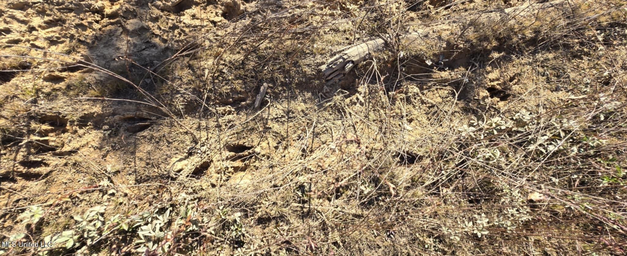 280 Pushapatapa Road Tylertown, MS 39667 - Photo 61 of 79 ccc334a5-09f7-4835-a272-ffcff50aa439