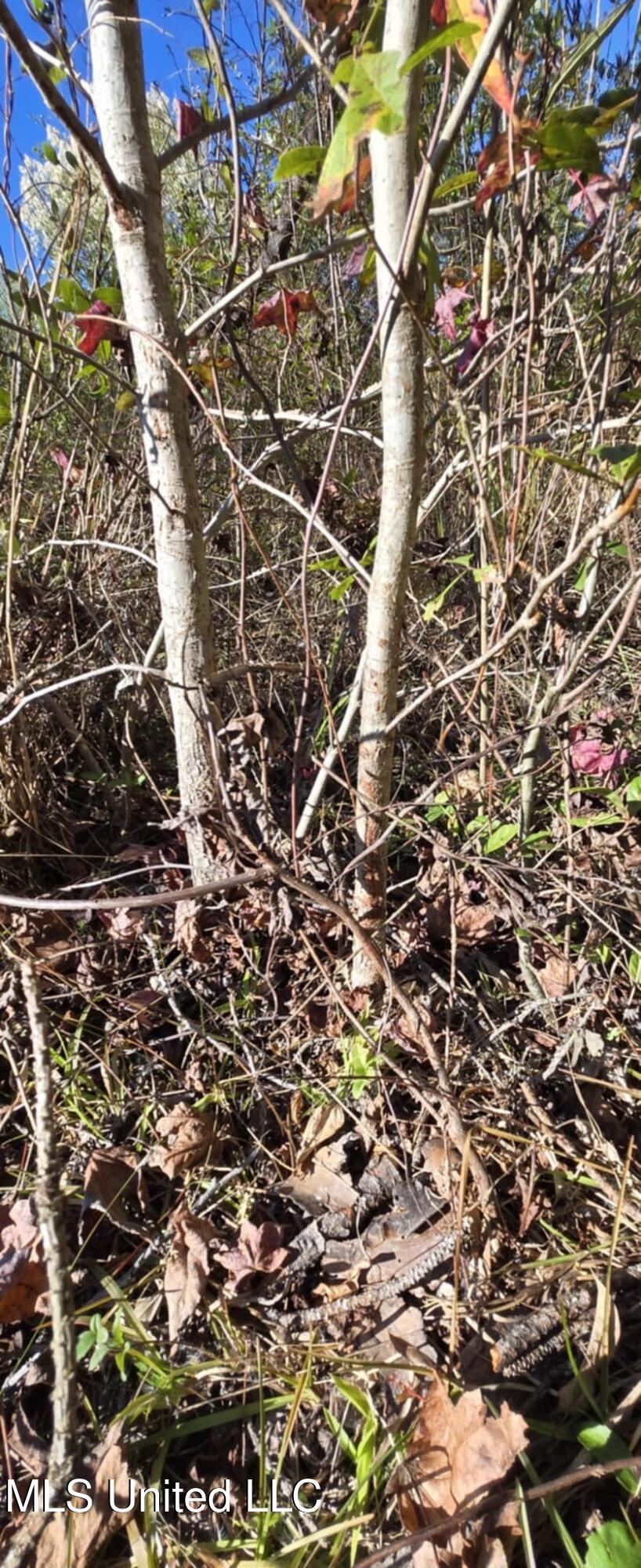 280 Pushapatapa Road Tylertown, MS 39667 - Photo 64 of 79 d2bd98fd-0171-485b-8df2-13a1fb194729