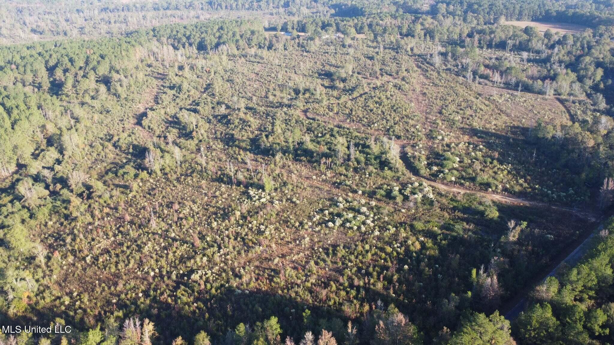 280 Pushapatapa Road Tylertown, MS 39667 - Photo 7 of 79 4a086612-77f8-4dd0-a5df-00e6d0702724