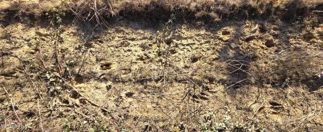 $161,000 | 280 Pushapatapa Road, Tylertown, MS 39667