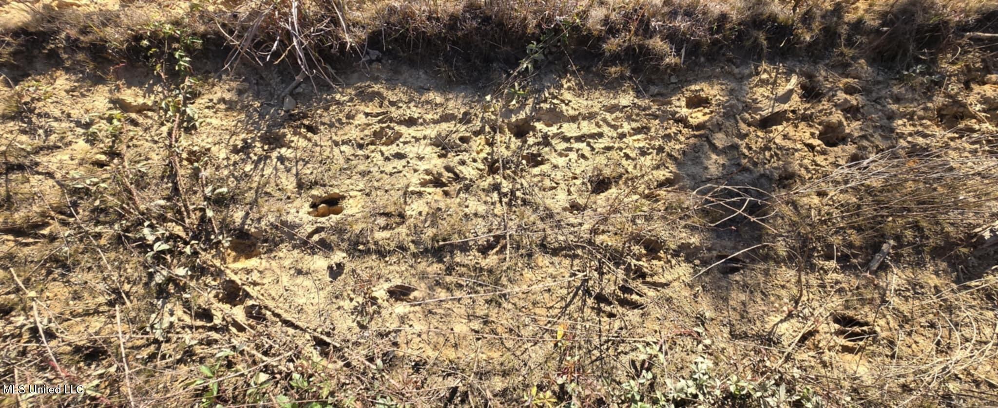 280 Pushapatapa Road Tylertown, MS 39667 - Photo 76 of 79 eb89cd50-0016-471f-b827-16109ed0a04e