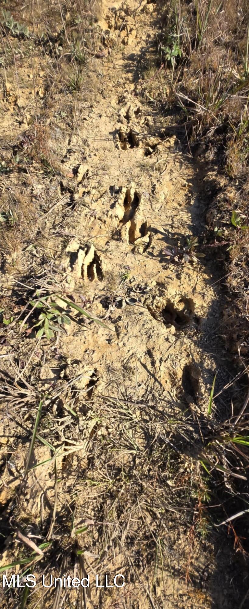 280 Pushapatapa Road Tylertown, MS 39667 - Photo 10 of 79 4fc195cb-9400-4e5c-89d9-9556724c8042