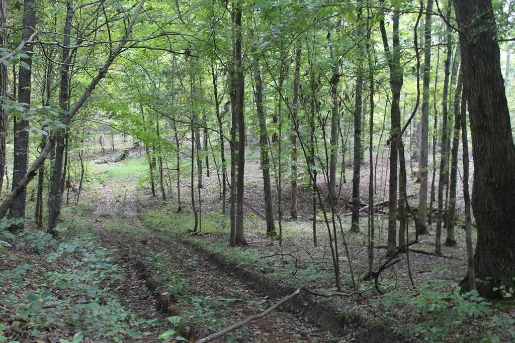 0 Poe Hill Road Elkton, KY 42220 - Photo 16 of 20 Gallery Image 16