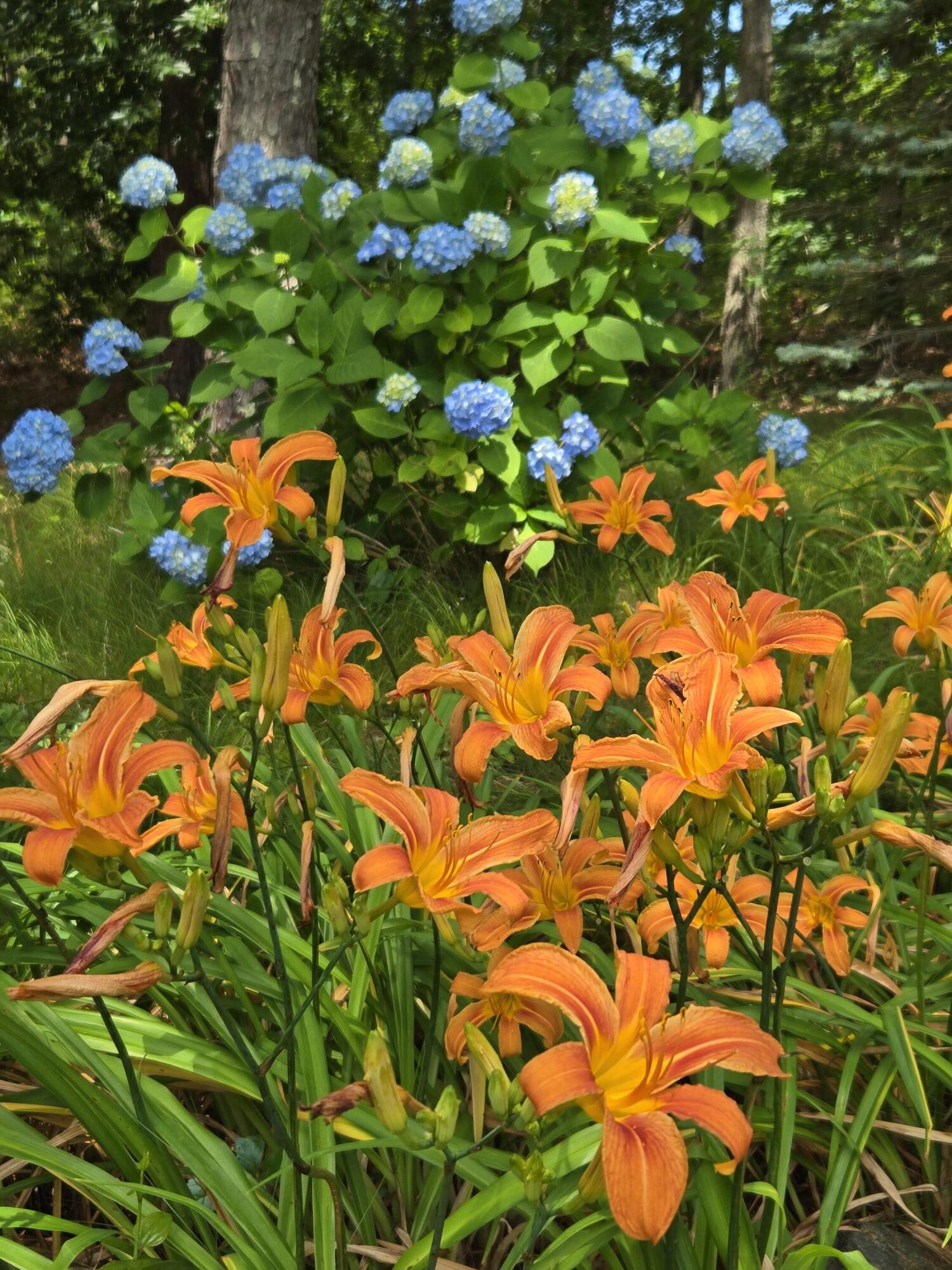 718 Cedar Street West Barnstable, MA 02668 - Photo 37 of 40 Beautiful landscaping