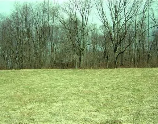 a view of a yard