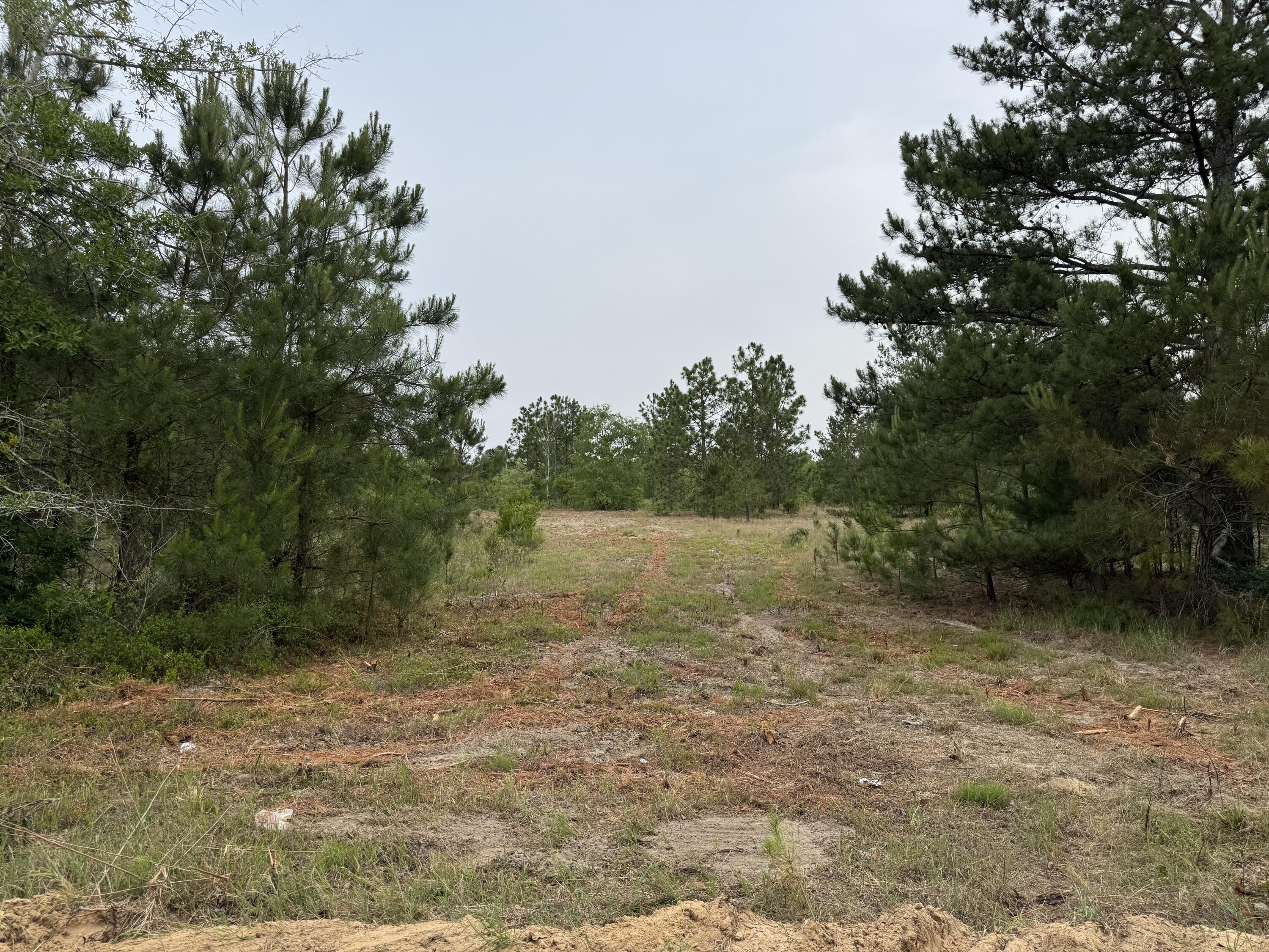 0 Baughmanville Road Wagener, SC 29164 - Photo 2 of 8