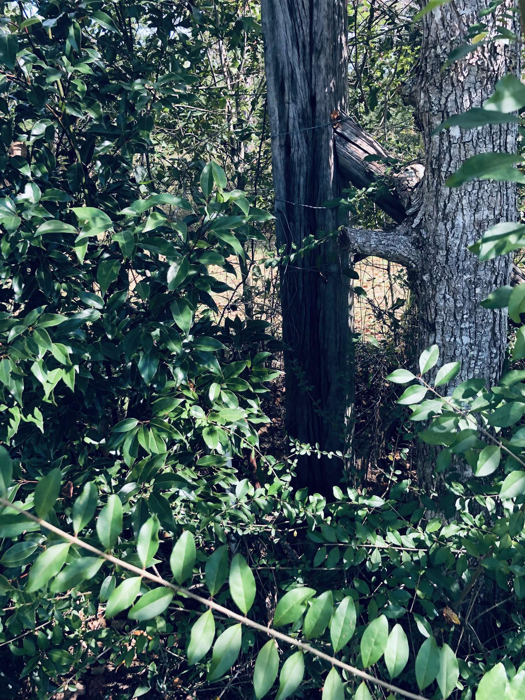 20950 Lacey Road Silverhill, AL 36576 - Photo 10 of 17