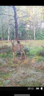 $59,500 | 4177 South Michway, Baldwin, MI 49304