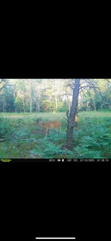 $59,500 | 4177 South Michway, Baldwin, MI 49304