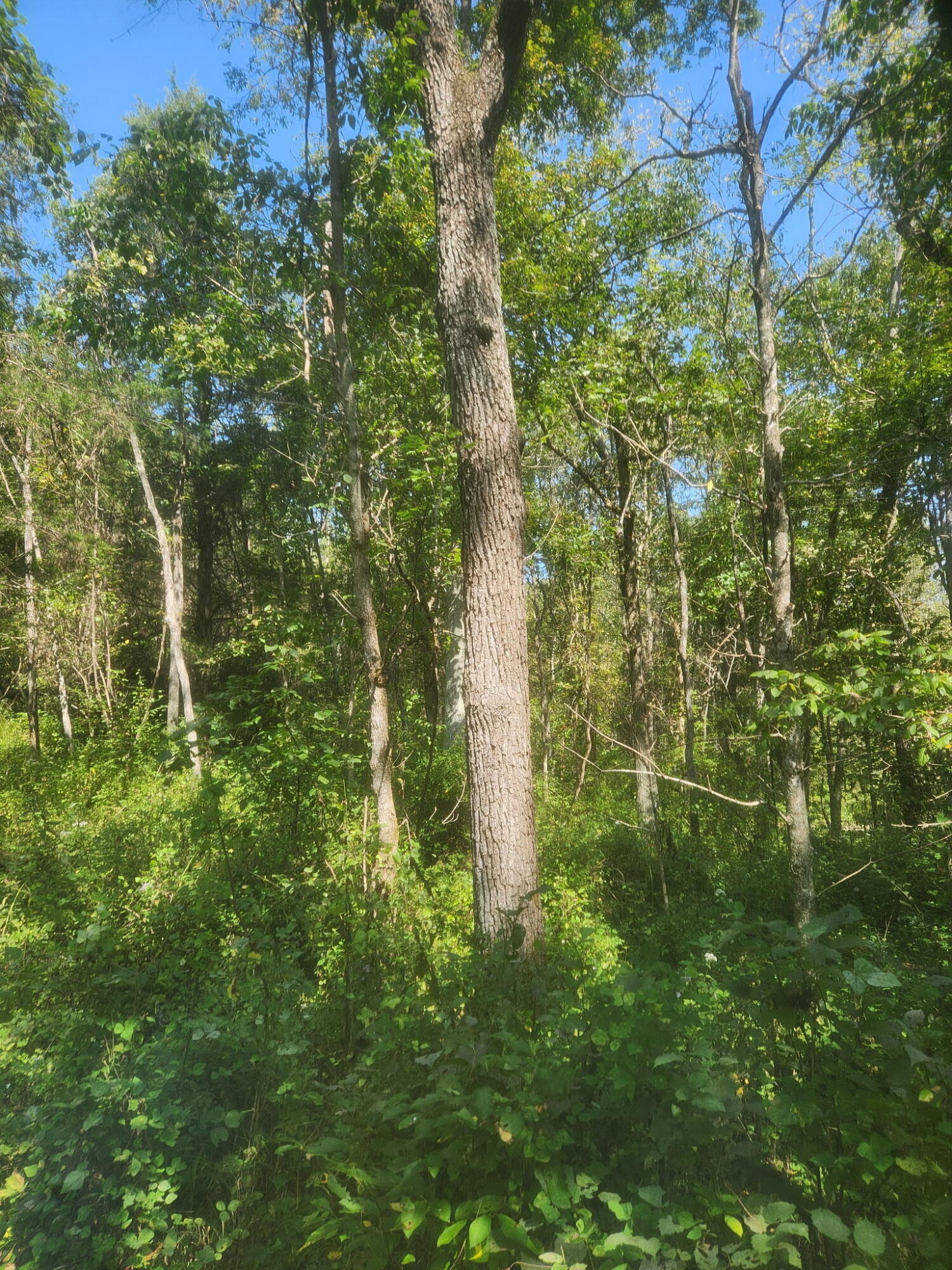3926 Hogg Ridge Road Williamstown, KY 41097 - Photo 88 of 92 1000004577