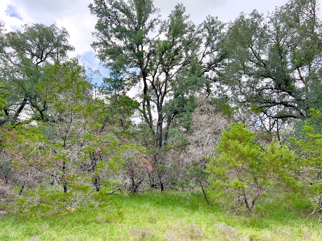 Tbd - Lot 43 A Tbd - Road, Unit 43A Blanco, TX 78606 - Photo 6 of 9 a view of a yard with a tree