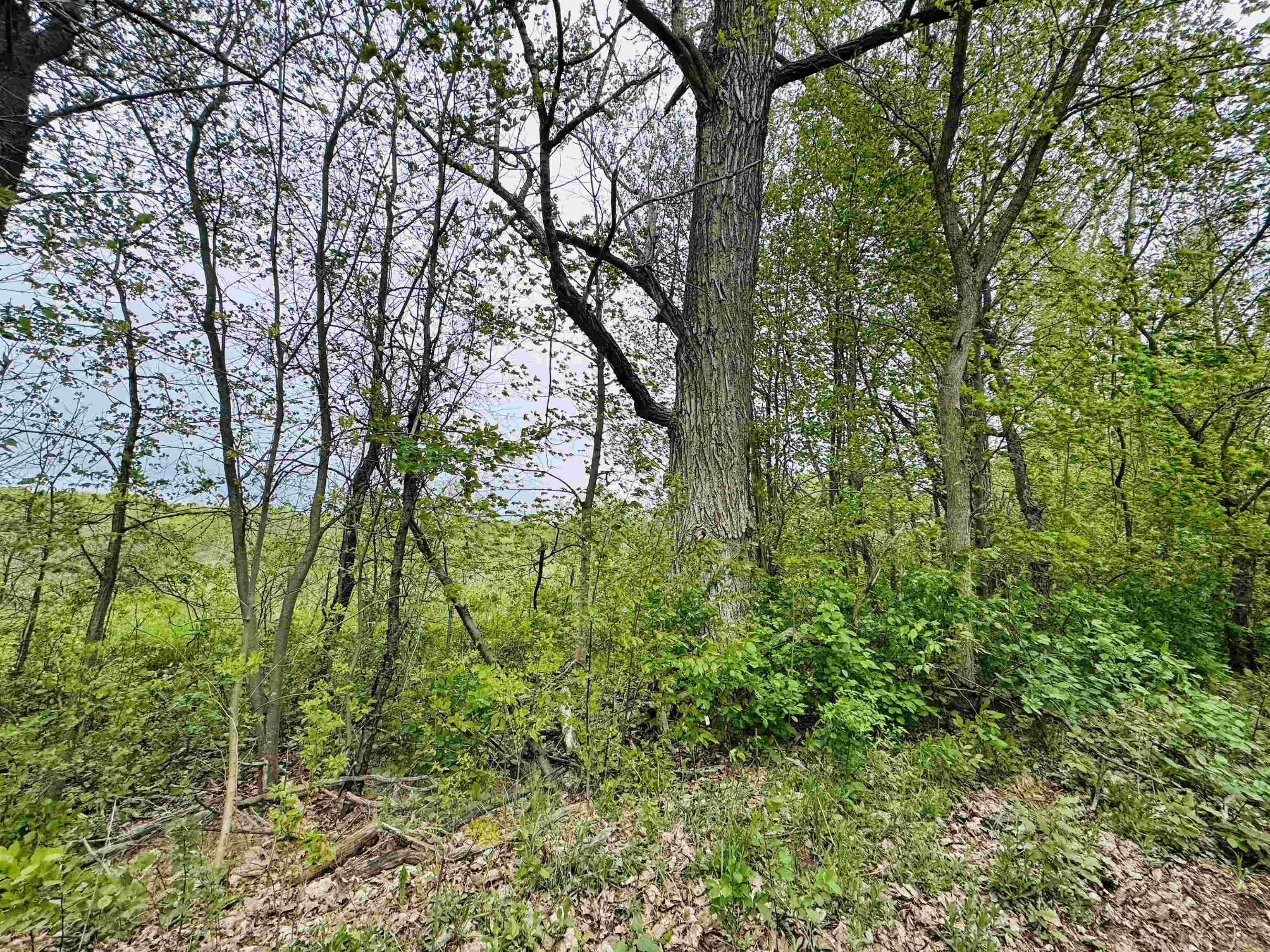 Parcel B2 Bosscher Road Manton, MI 49663 - Photo 12 of 13