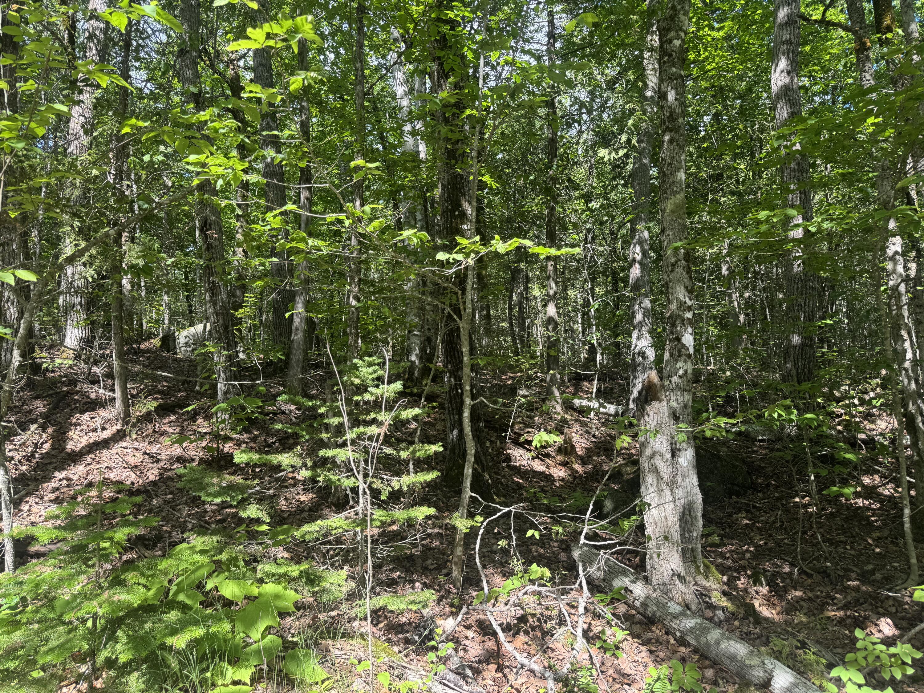 Lot 7 Curtis Farm Road Lincoln, ME 04457 - Photo 7 of 21