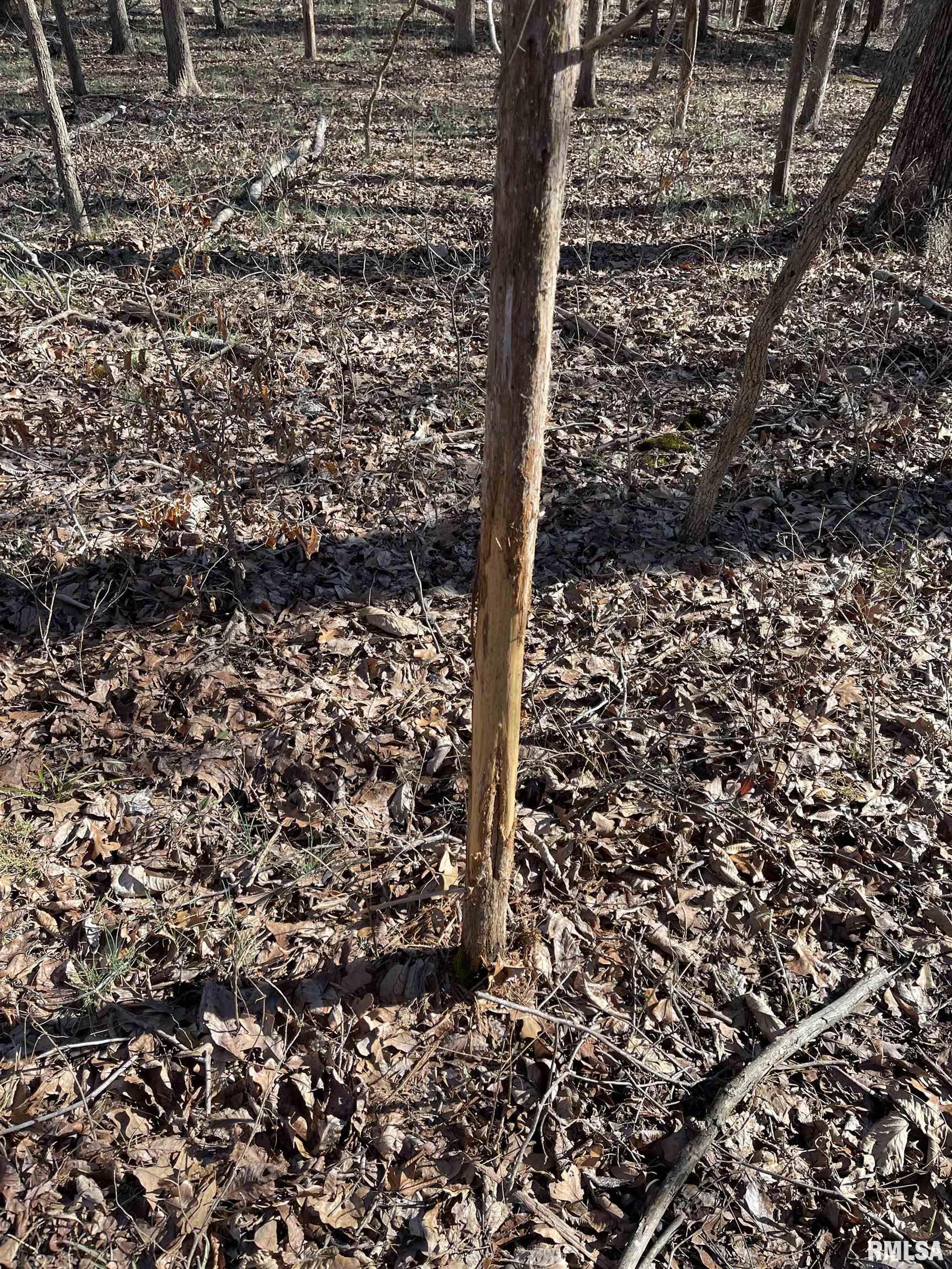 -tbd Tom Dick Hill Road Stonefort, IL 62987 - Photo 11 of 17 Gallery Image 11
