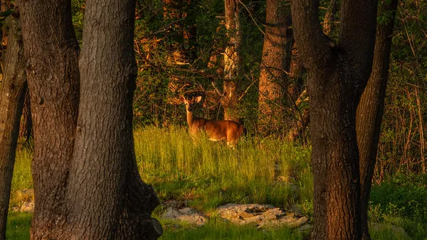$8,995,000 | 4 Ice House Point, York, ME 03909