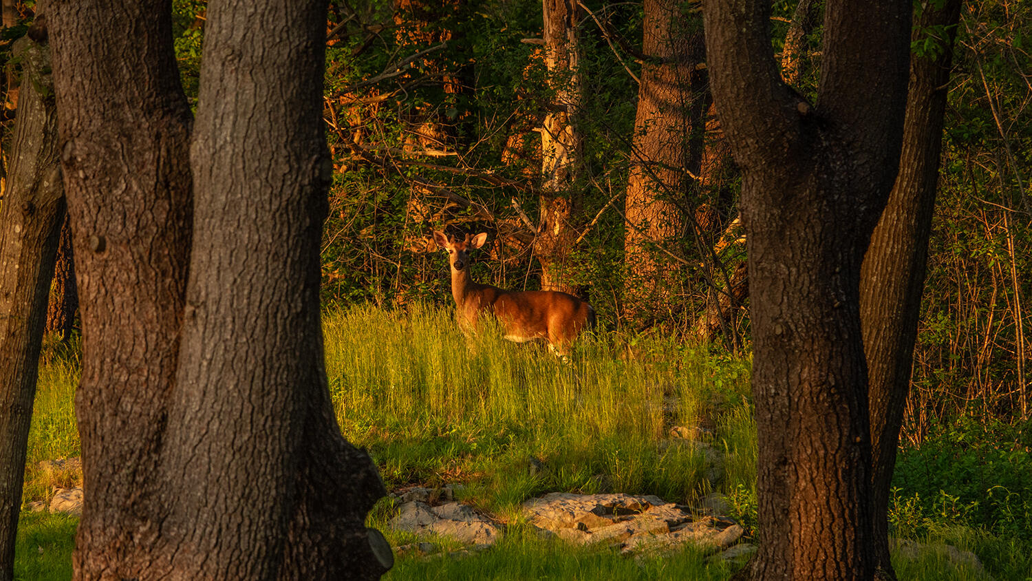 4 Ice House Point York, ME 03909 - Photo 81 of 83 DSC09886