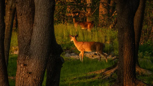 $8,995,000 | 4 Ice House Point, York, ME 03909