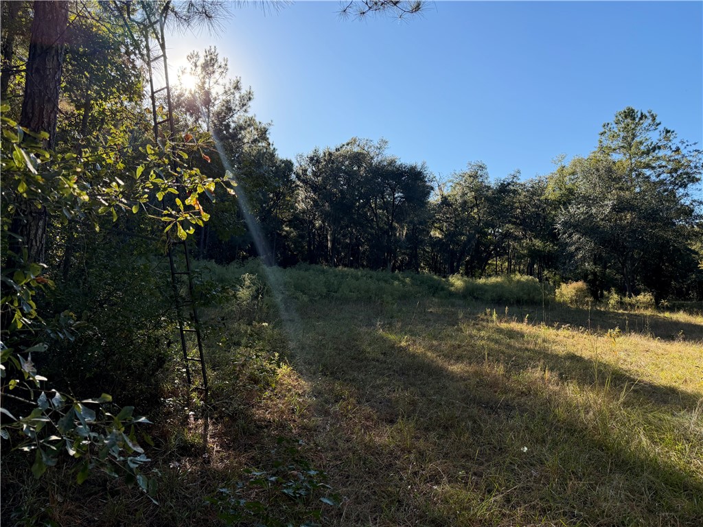 39.38 Branson Road Townsend, GA 31331 - Photo 12 of 21