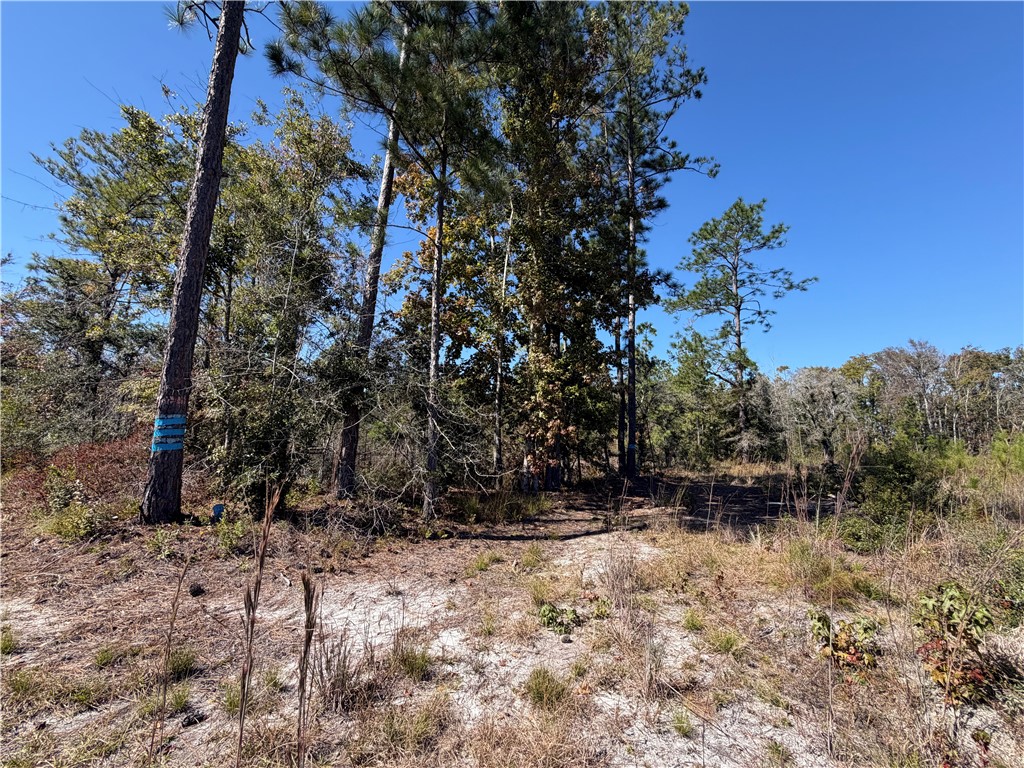 39.38 Branson Road Townsend, GA 31331 - Photo 3 of 21