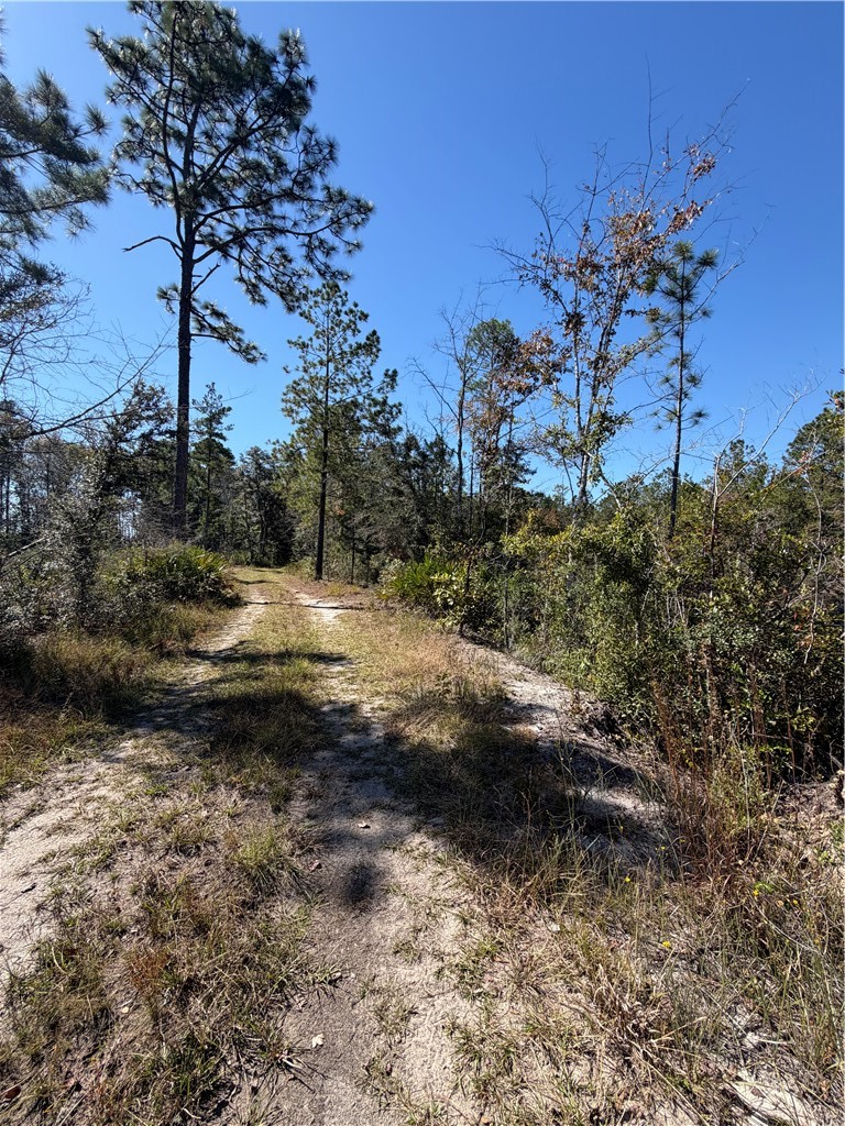 39.38 Branson Road Townsend, GA 31331 - Photo 5 of 21