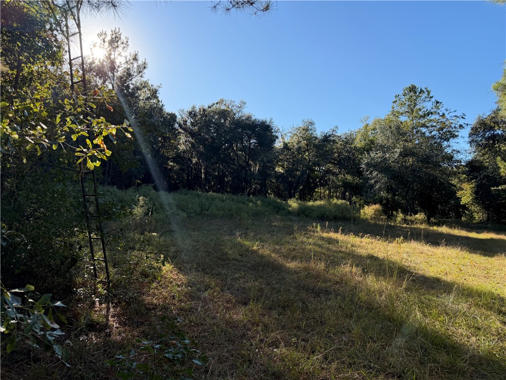 39.38 Branson Road Townsend, GA 31331 - Photo 7 of 21