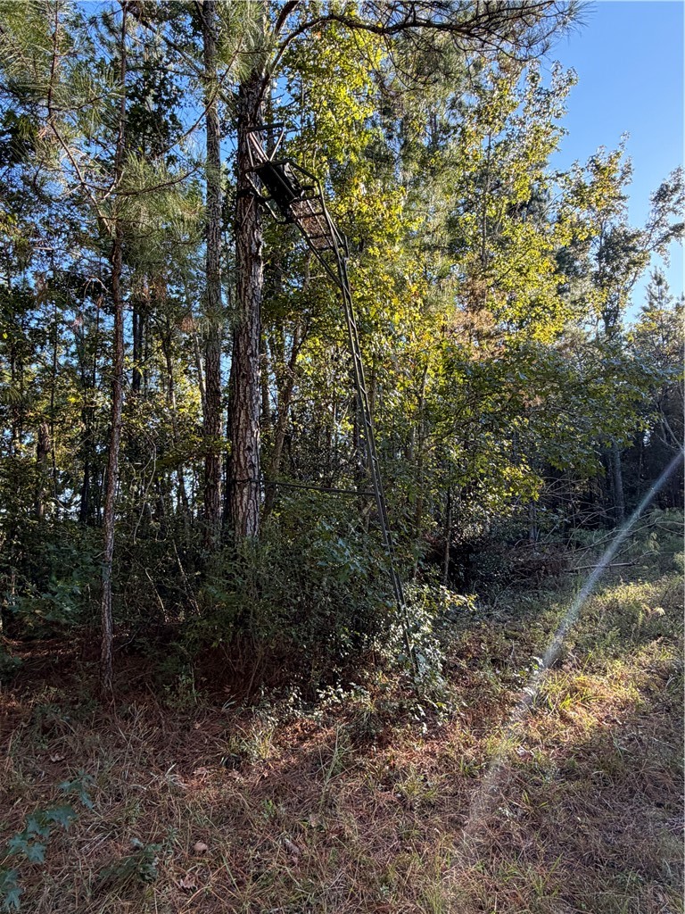 39.38 Branson Road Townsend, GA 31331 - Photo 9 of 21