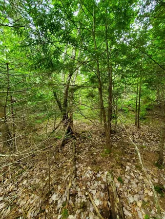 $35,000 | 0 Mill Street, Princeton, ME 04668