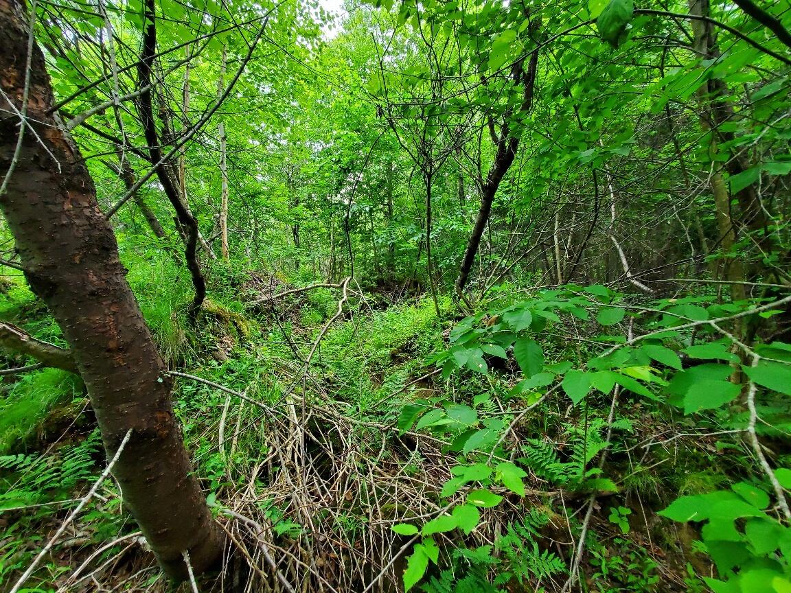 0 Mill Street Princeton, ME 04668 - Photo 16 of 19 20230617_125412_resized