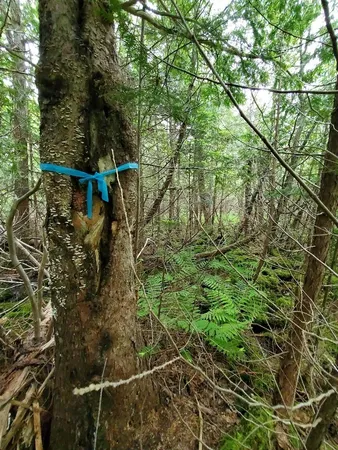 $35,000 | 0 Mill Street, Princeton, ME 04668