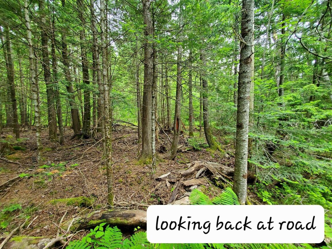 0 Mill Street Princeton, ME 04668 - Photo 18 of 19 20230617_125547_resized