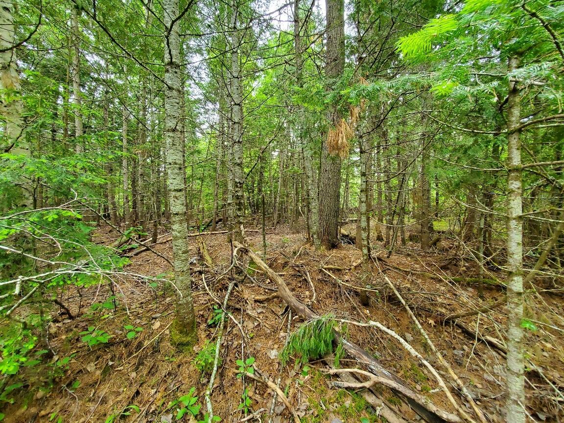 0 Mill Street Princeton, ME 04668 - Photo 5 of 19 interior