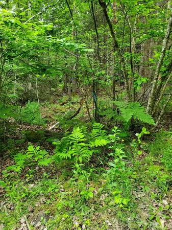 $35,000 | 0 Mill Street, Princeton, ME 04668