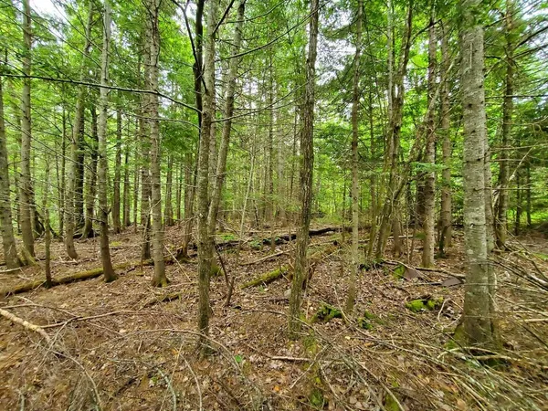 $35,000 | 0 Mill Street, Princeton, ME 04668