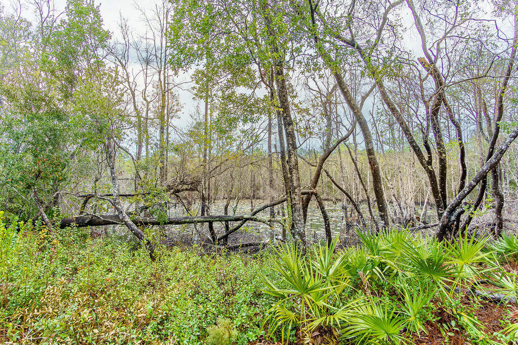 359 Wayne Trail Santa Rosa Beach, FL 32459 - Photo 35 of 35 Backyard Views