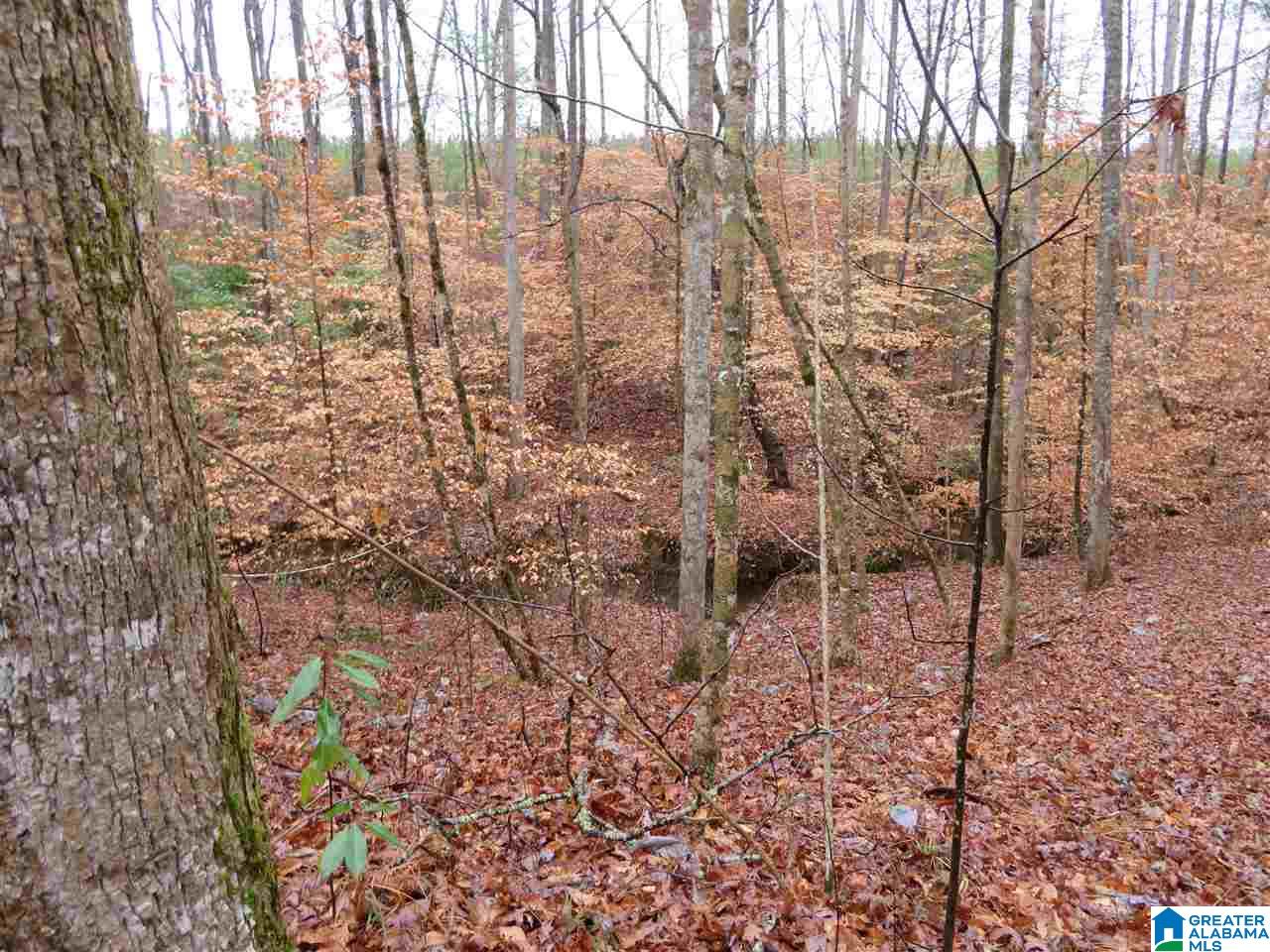 138 Cedar Grove Road West Blocton, AL 35184 - Photo 34 of 44