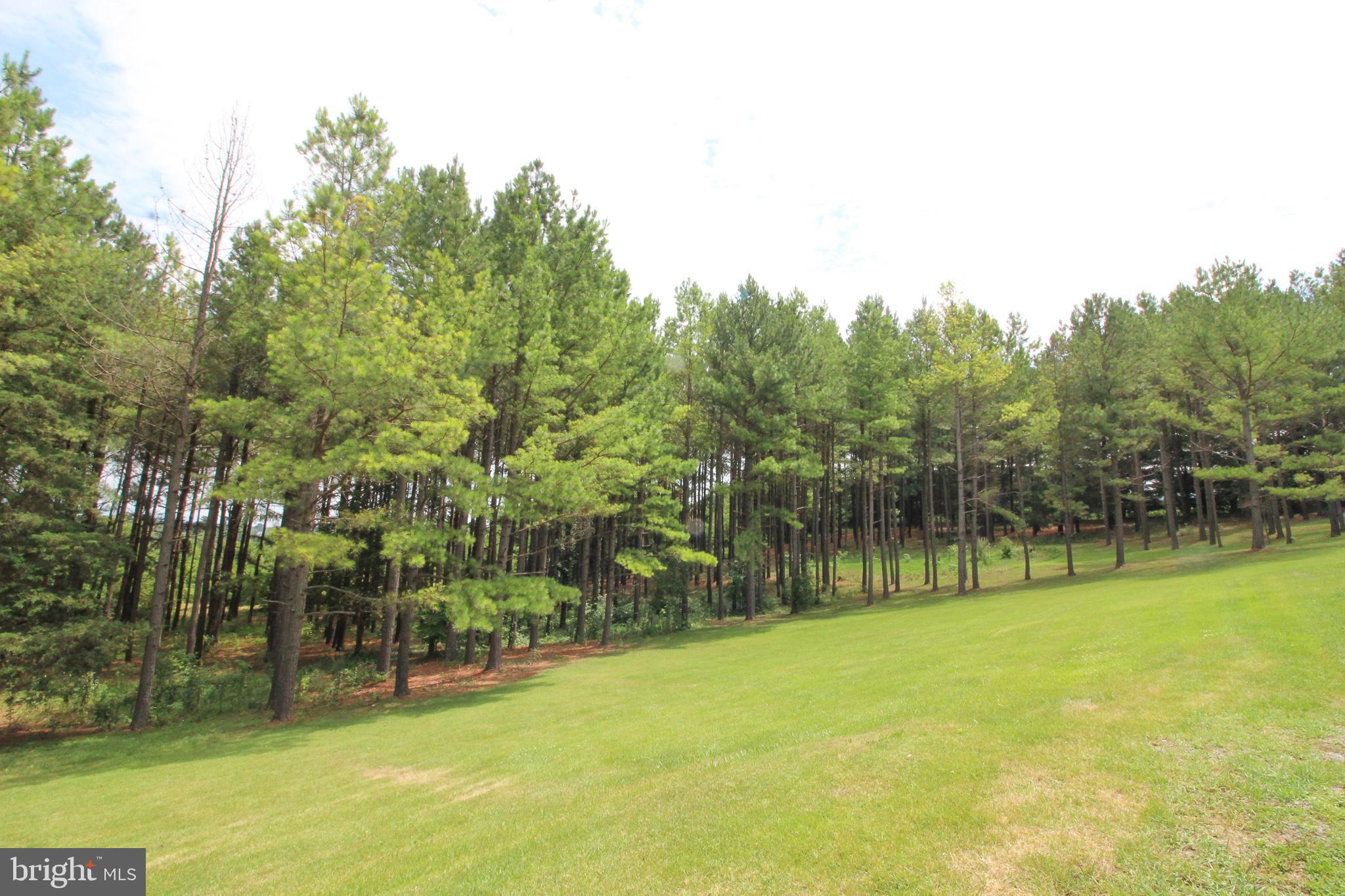 4055 Conicville Road Mount Jackson, VA 22842 - Photo 7 of 42