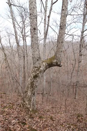 $475,000 | 1038 Mug Drive, Macks Creek, MO 65786