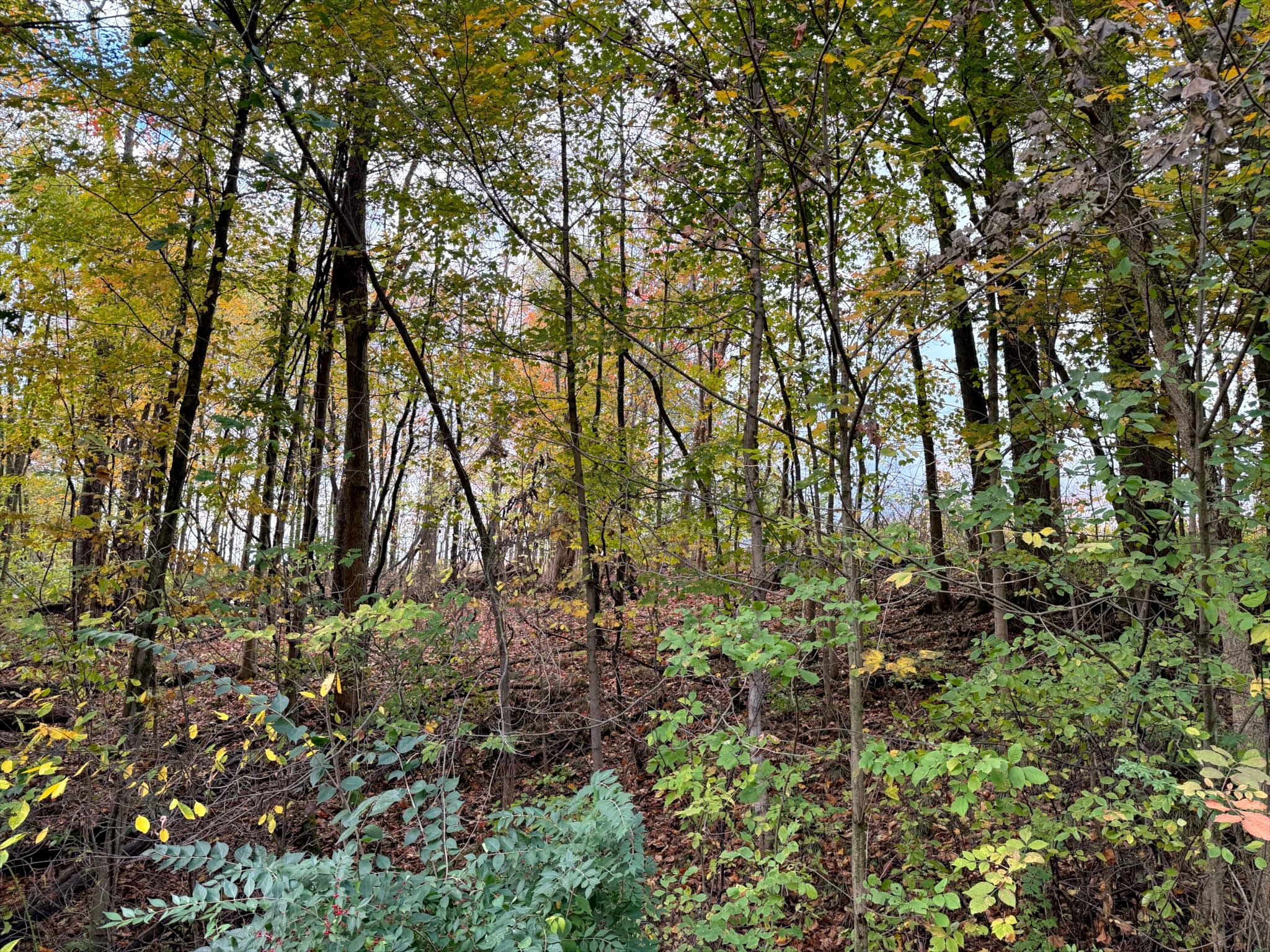 0 Herman Road Berrien Springs, MI 49103 - Photo 21 of 22 Herman Road Farm 55