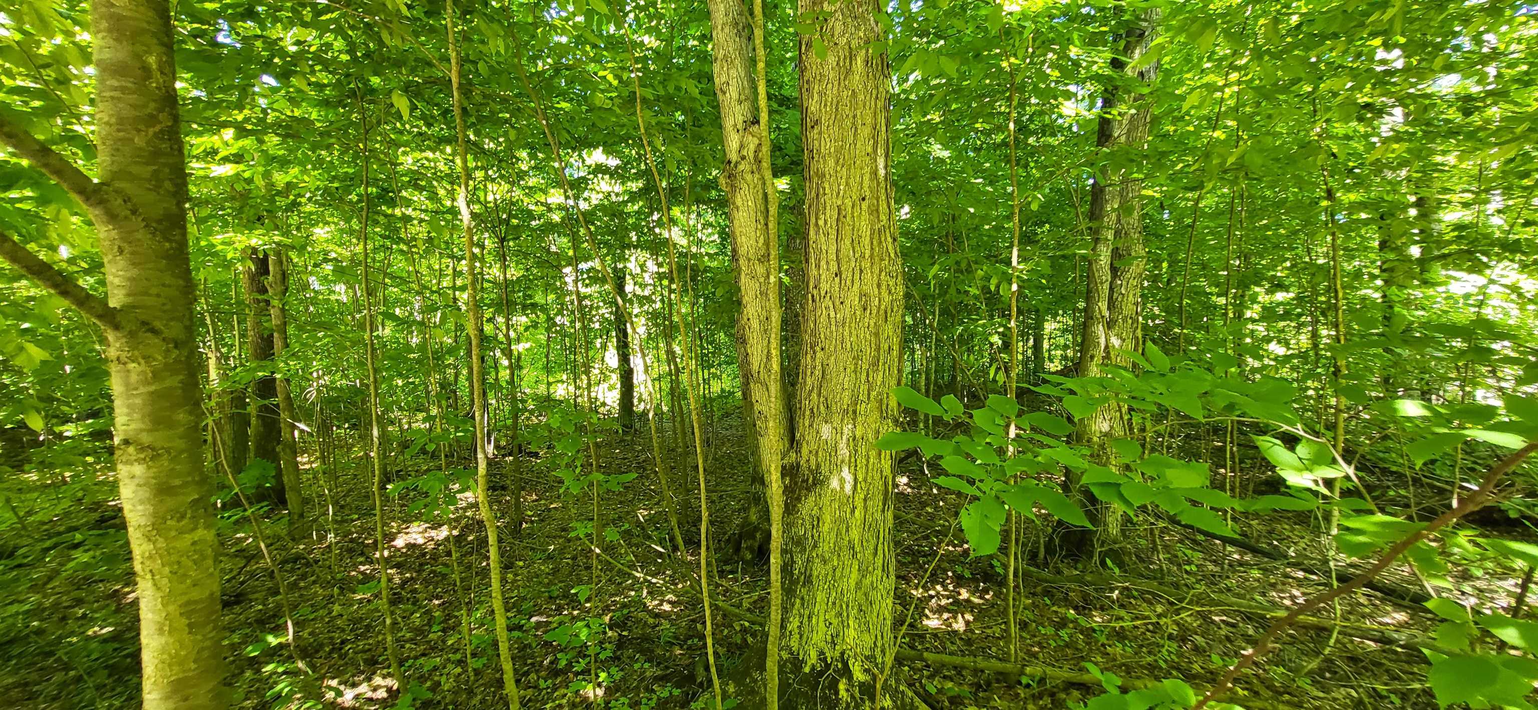 Tbd Bocook Road Mancelona, MI 49659 - Photo 22 of 46