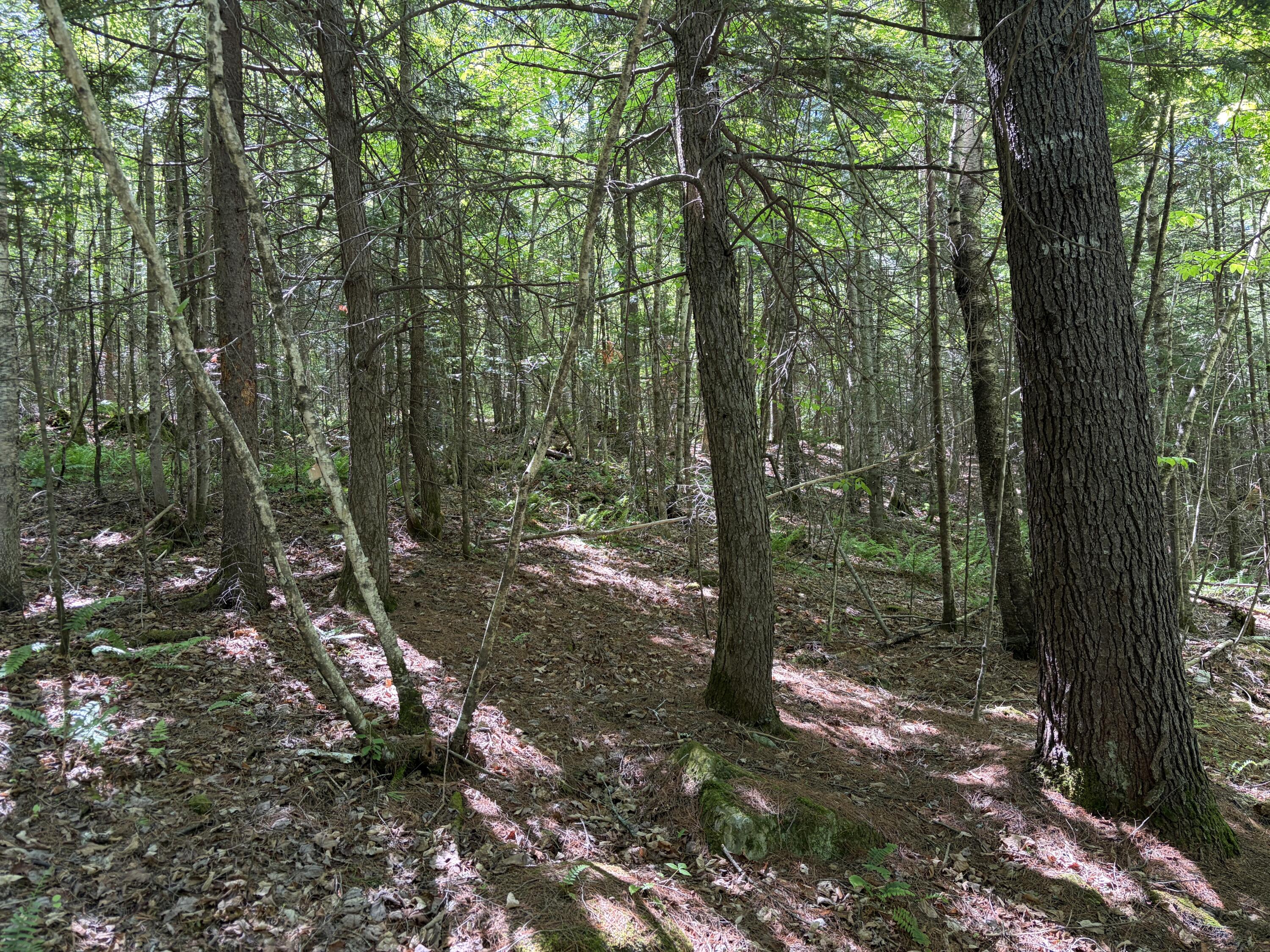 Lot 4 Holley Road Farmington, ME 04938 - Photo 4 of 18 IMG_7962