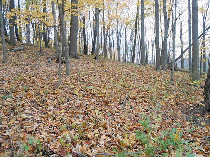 6 Willow Road Avella, PA 15312 - Photo 8 of 25 Land.
