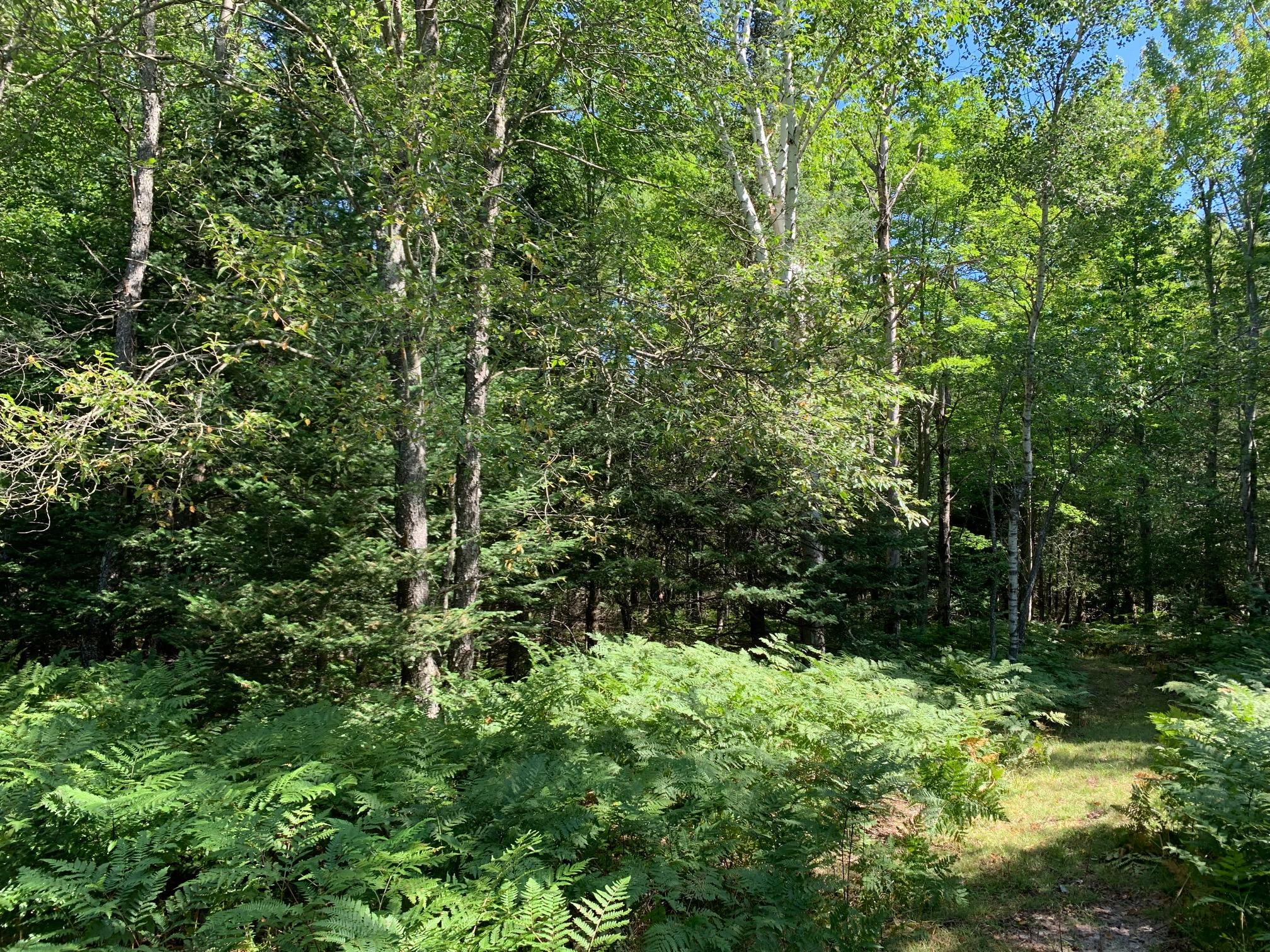 Goslow Road Gaylord, MI 49735 - Photo 18 of 31 Gallery Image 18
