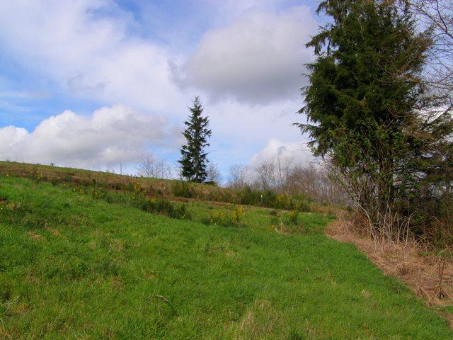 Lot 40 Skyview Road Tillamook, OR 97141 - Photo 6 of 24 P3180257.JPG