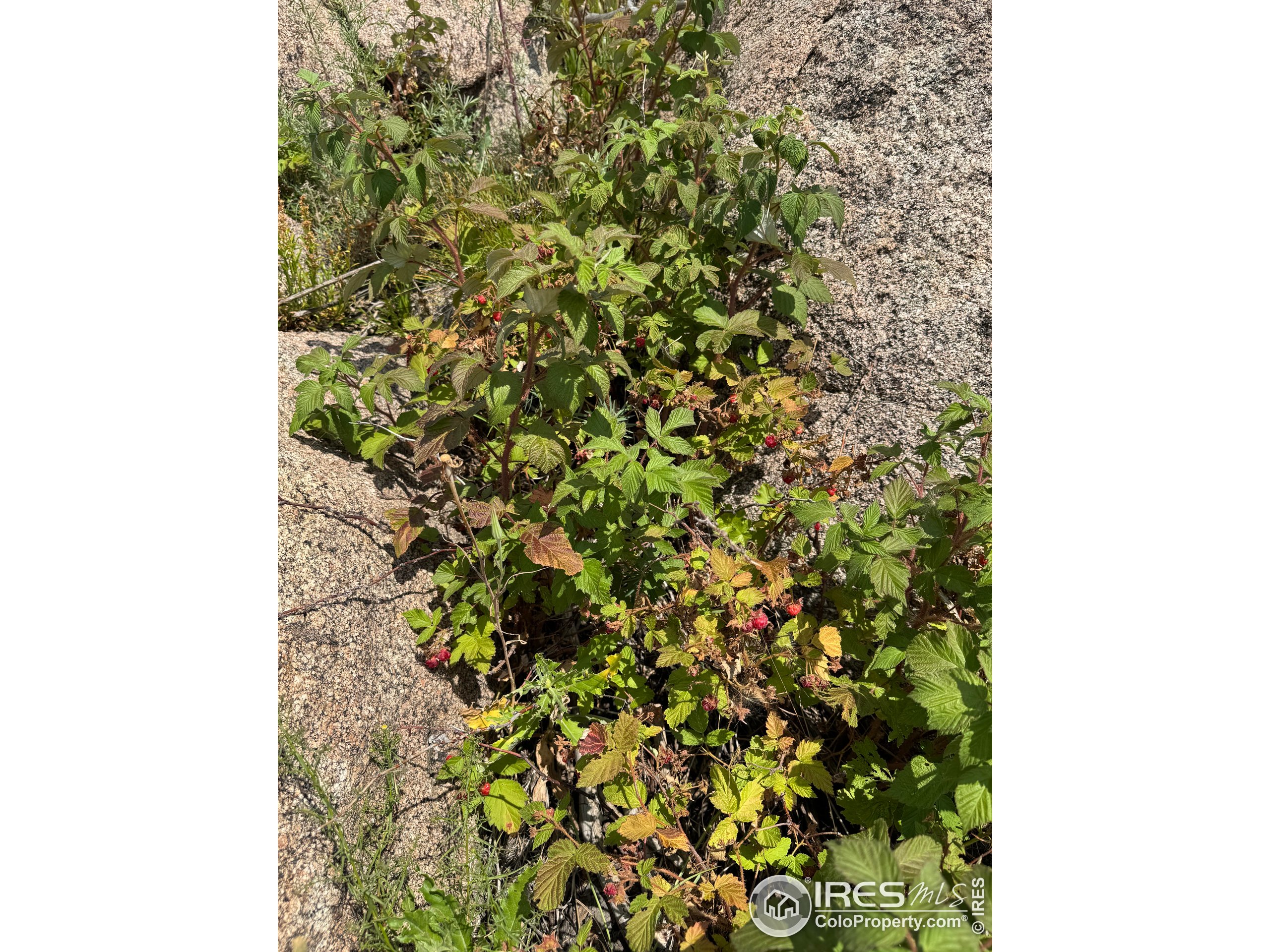 865 Redstone Drive Bellvue, CO 80512 - Photo 38 of 38