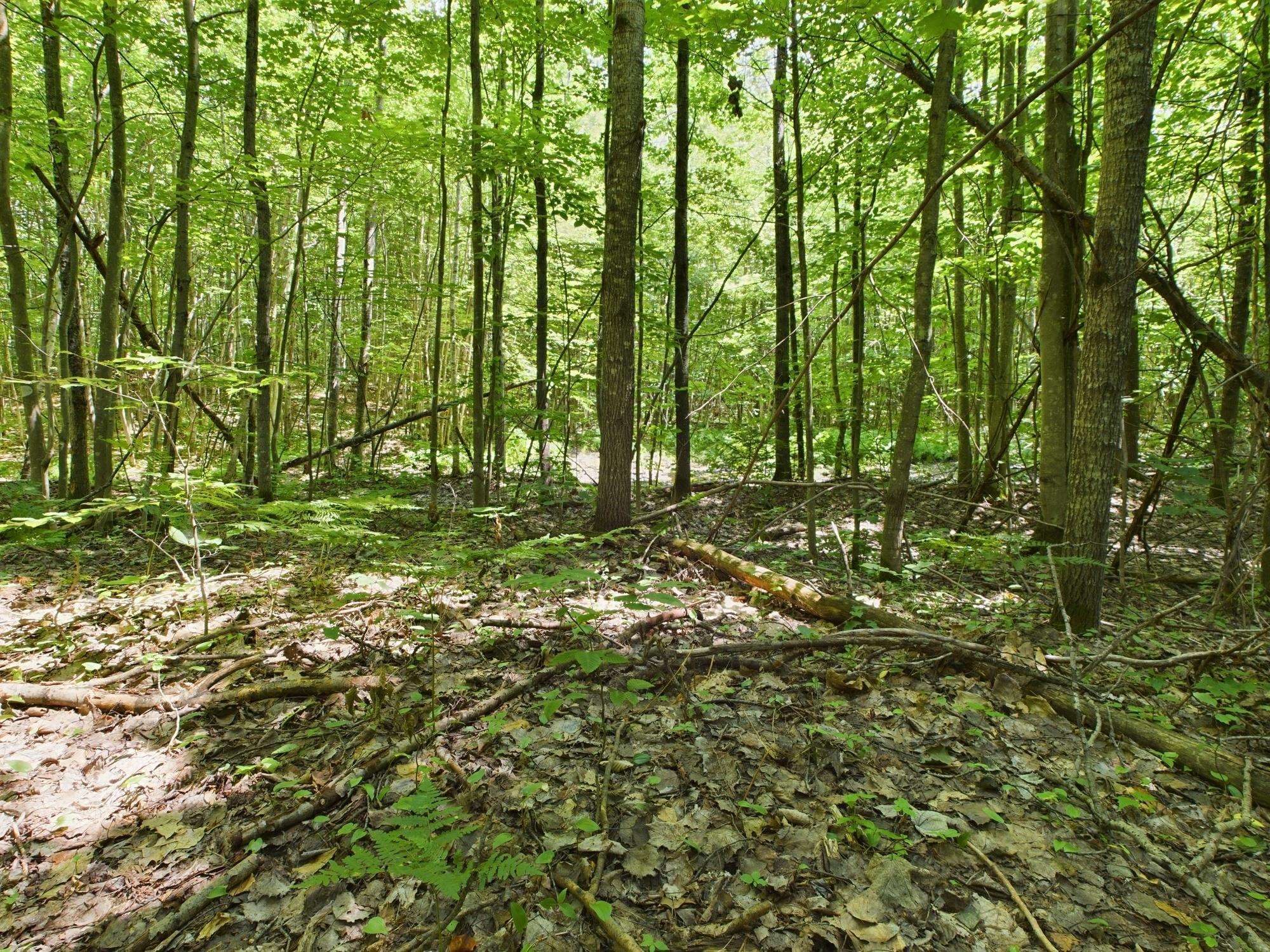 0 North Reynolds Road Interlochen, MI 49643 - Photo 16 of 22